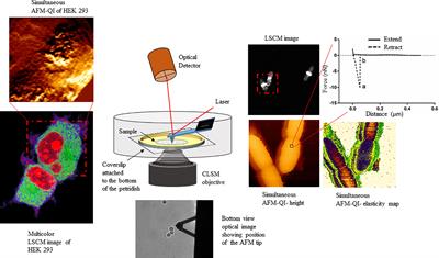 AFM-Based Correlative Microscopy Illuminates Human Pathogens